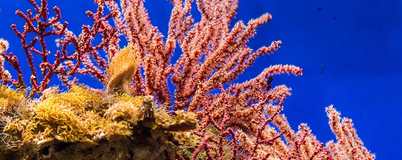 海洋中最大的珊瑚礁是什么 海洋中最大的珊瑚礁