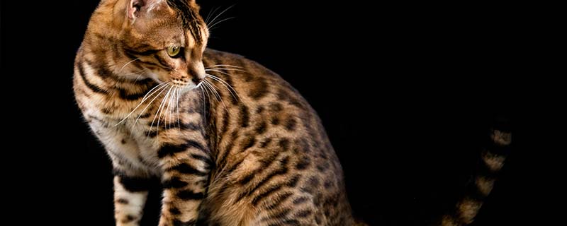 孟加拉豹猫怎么养 孟加拉豹猫的养法