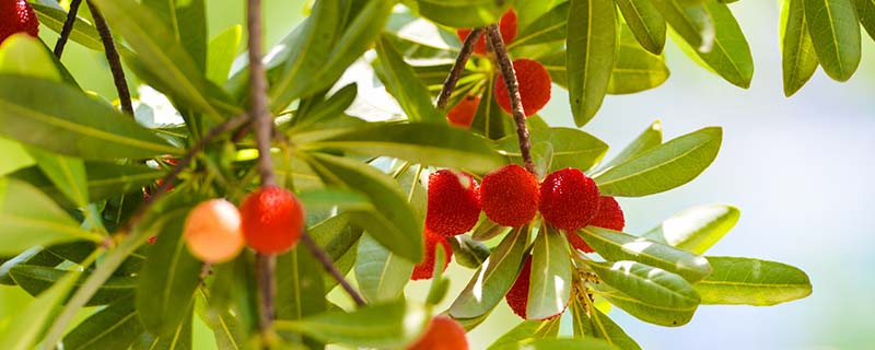 草莓树的养殖方法 草莓树怎么养殖