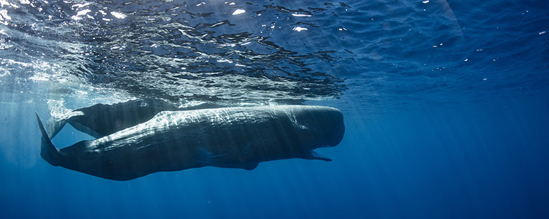抹香鲸为什么不会得潜水病 抹香鲸不会得潜水病的原因