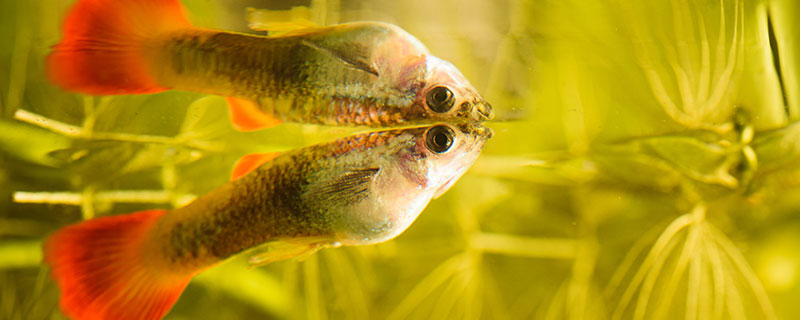 孔雀魚魚苗飼養方法孔雀魚魚苗怎麼飼養