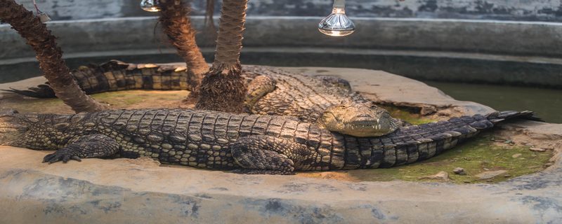 世界上最大的鳄鱼是什么鳄鱼 世界上最大的鳄鱼原产于哪里