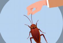 蟑螂怕什么 蟑螂害怕的因素有哪些