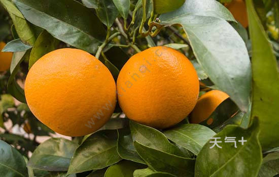 巫山有哪些特色水果 重庆巫山特产
