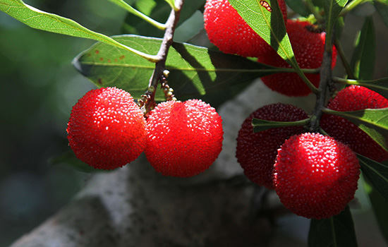 武夷山特色水果有哪些 福建武夷山特产
