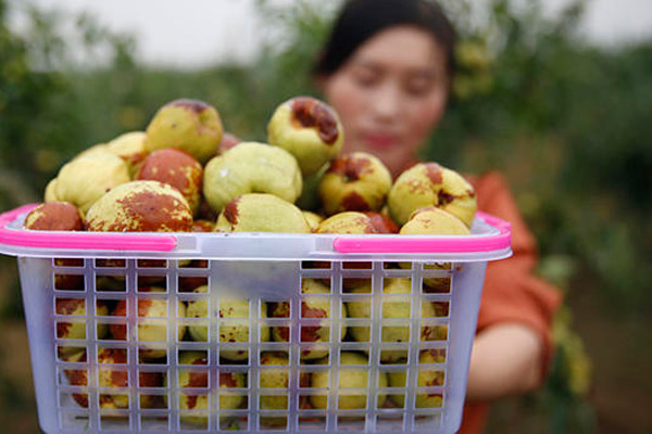 新疆哈密的主要特产水果 哈密水果特产是什么