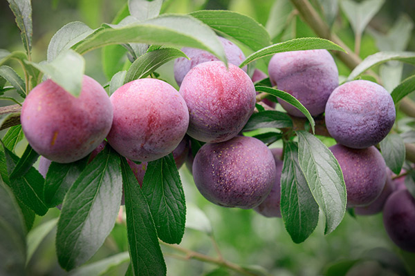 四川的水果特产有哪些 四川的特产有哪些水果