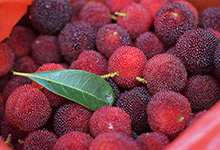 宁波产什么水果 宁波的特产水果有什么