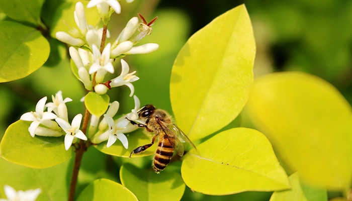 蜂蜜是酸性还是碱性 蜂蜜是酸性吗