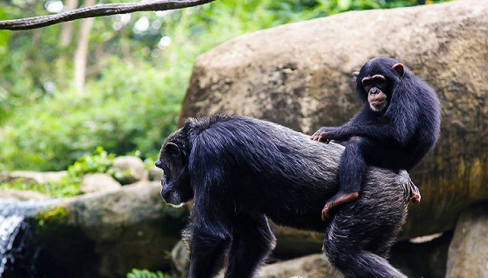 人类是动物吗人类应该是动物吗