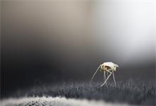 蚊子是怎样避暑的 蚊子的避暑方法  