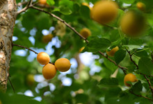 什么是小白杏 小白杏是什么水果