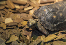 陆龟种类有哪些 陆龟有哪几种