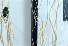 知了是益蟲還是害蟲 知了是屬于益蟲還是害蟲