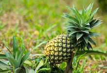 菠萝种植方法 请问菠萝怎么种植