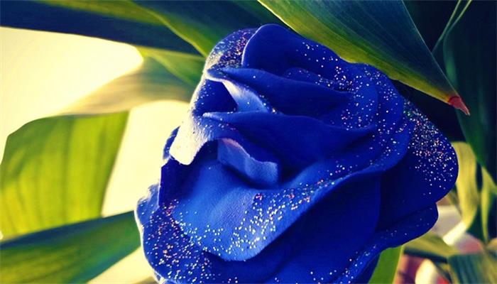 蓝玫瑰花语 蓝玫瑰花语是什么