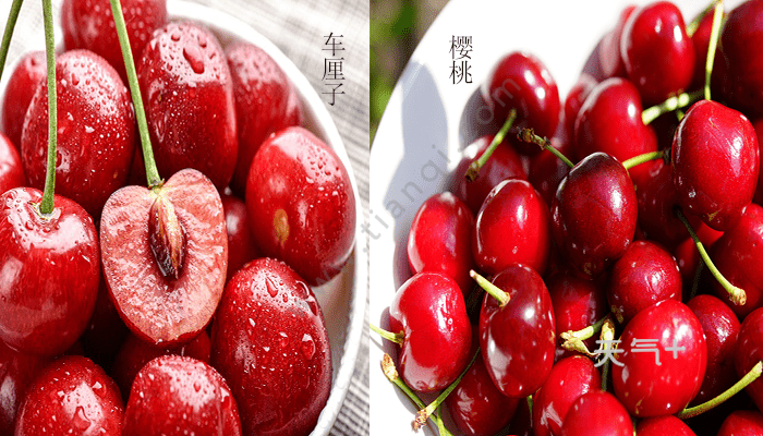 樱桃和车厘子的区别 樱桃和车厘子有什么不同