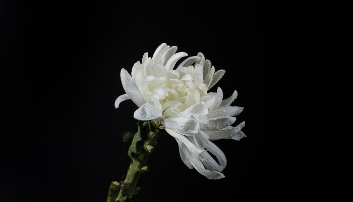 白菊花的功效与作用 白菊花的功效是什么
