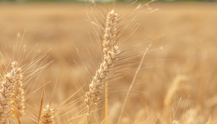 大麦和小麦的区别 大麦和小麦什么区别 