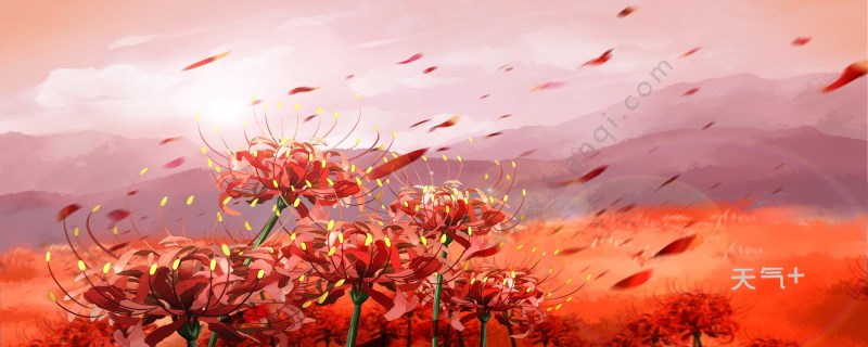 彼岸花简介