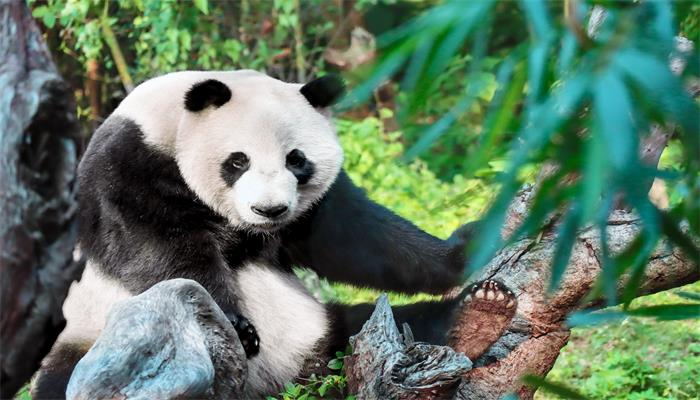 大熊猫的特点是什么  大熊猫有什么特点