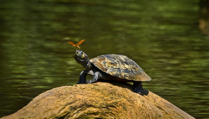 草龟怎么养 养草龟最简单的方法