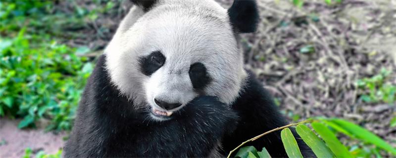 熊猫的特点 熊猫有什么特点
