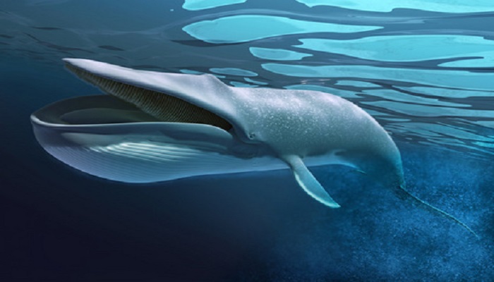 鲸落的寓意 鲸落象征着什么