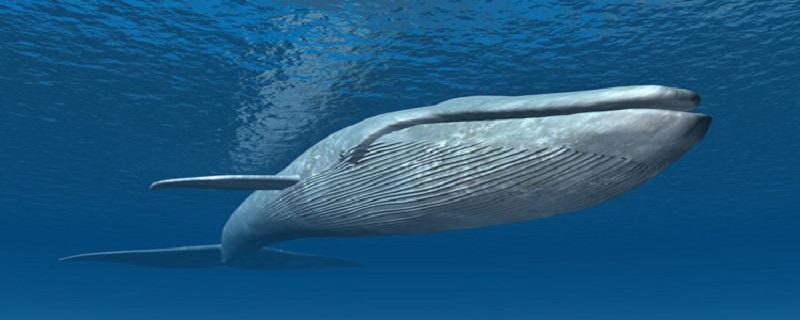 鲸落的寓意 鲸落象征着什么