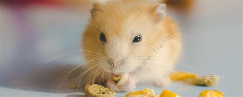 仓鼠可以吃什么水果 什么水果仓鼠可以吃呢