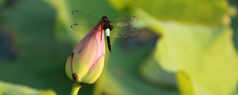 蜻蜓是益虫还是害虫 蜻蜓属于益虫还是害虫