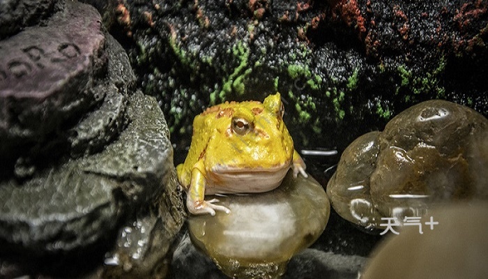 益虫有哪些动物 有哪些动物属于益虫