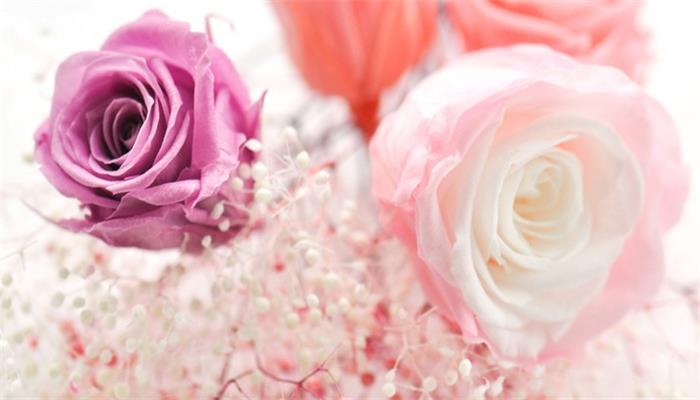 粉色玫瑰花语 粉色玫瑰花语是什么