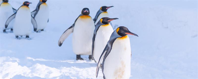 世界上总共有多少种企鹅 企鹅有哪些品种