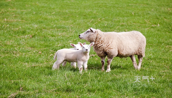 哪种动物的瞳孔是方形 什么动物的瞳孔是方形