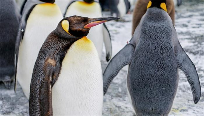 世界上总共有多少种企鹅 企鹅有哪些品种