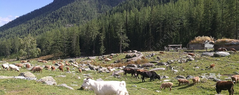 哪种动物的瞳孔是方形 什么动物的瞳孔是方形