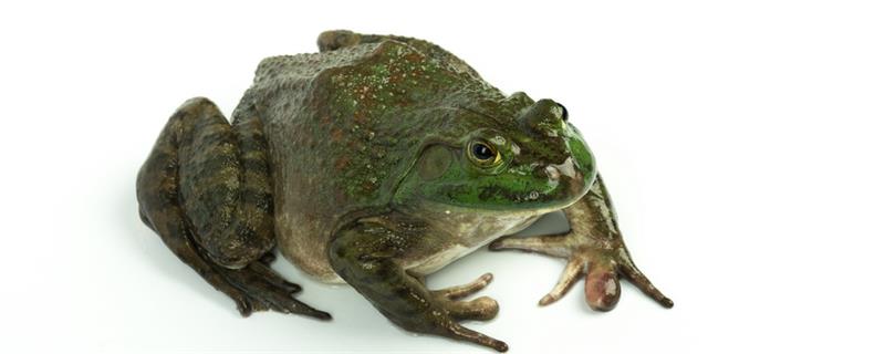被称为亚洲之蛙的是什么 被称为亚洲之蛙的是什么东西