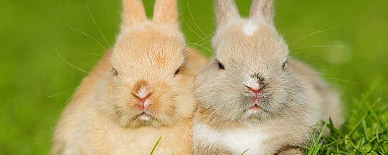 兔的长毛和短毛兔区别  兔的长毛和短毛兔区别有什么