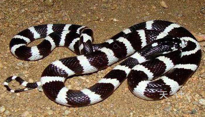 头是三角形的是什么蛇三角形的头是什么蛇