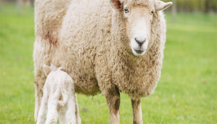 领头羊比喻什么意思  领头羊的意思