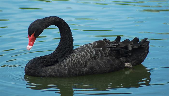 黑天鹅的寓意及象征 黑天鹅的寓意及象征是什么