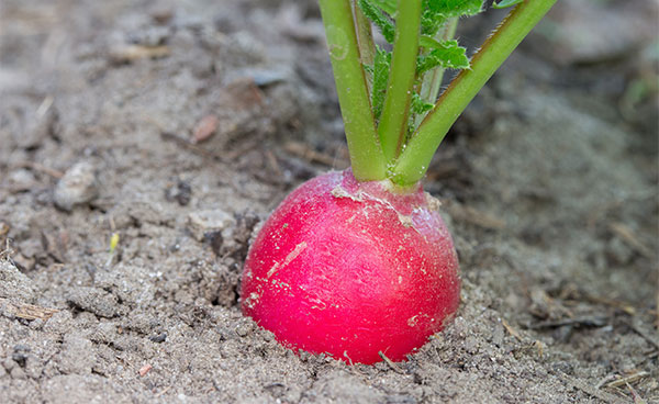 红萝卜的功效与作用红萝卜有什么养生保健作用