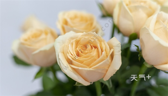 黄玫瑰花语 黄玫瑰的花语是什么