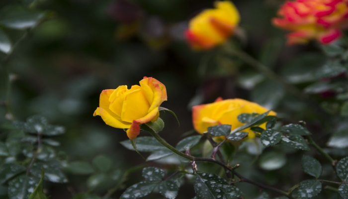 黄玫瑰花语 黄玫瑰的花语是什么