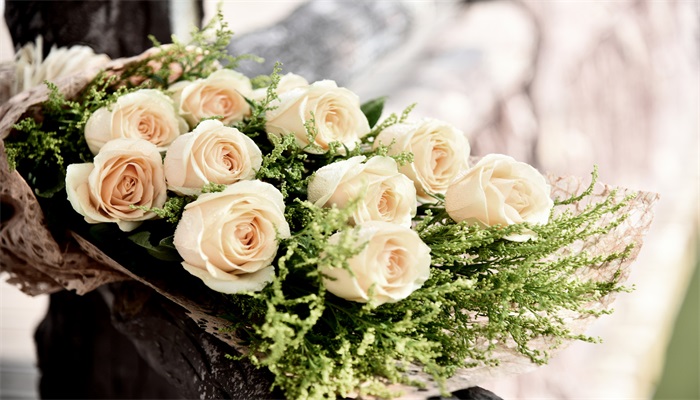 白玫瑰花语 白玫瑰的花语是什么