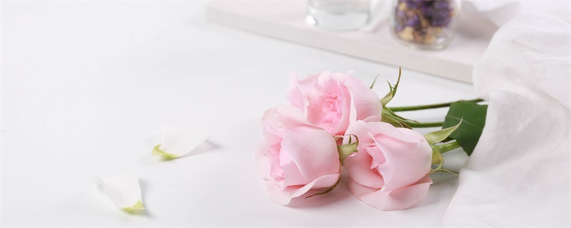 粉色玫瑰的花语是什么 粉玫瑰的花语
