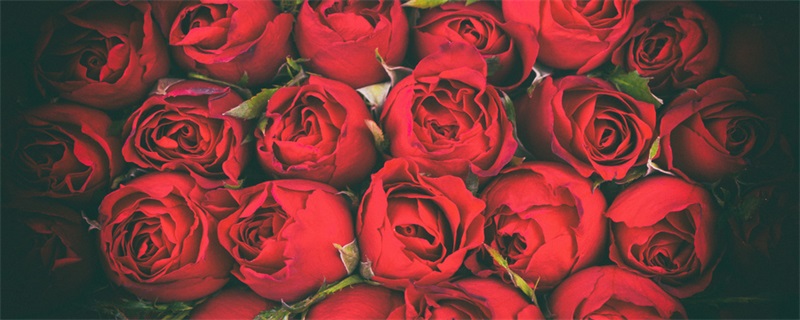 红玫瑰花的特点是什么 红色玫瑰花有什么特点