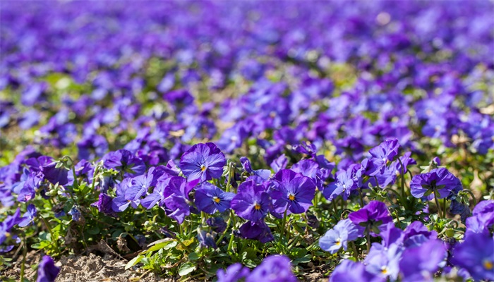 紫罗兰的养殖方法和注意事项 紫罗兰的种植方法和注意事项