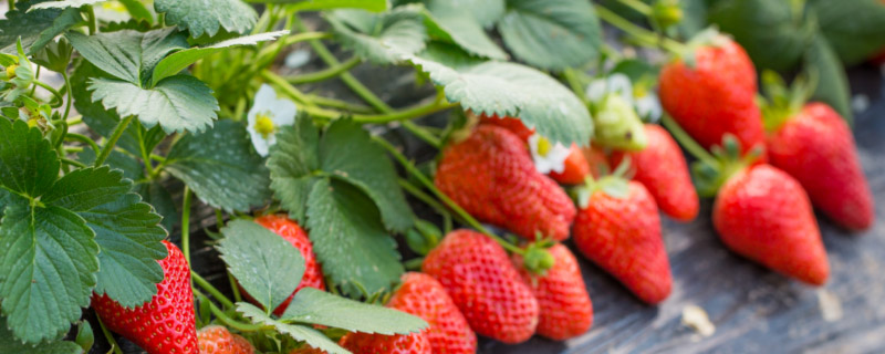 章姬草莓是四季的吗 章姬是四季草莓还是单季草莓